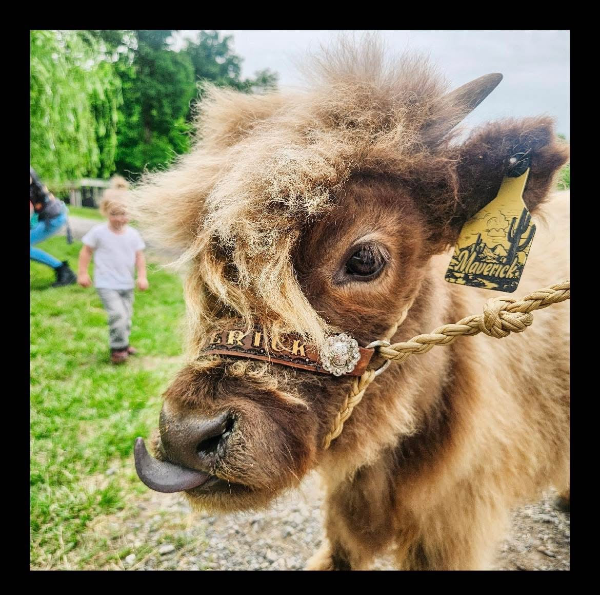 Medium Custom laser engraved ear tag for livestock