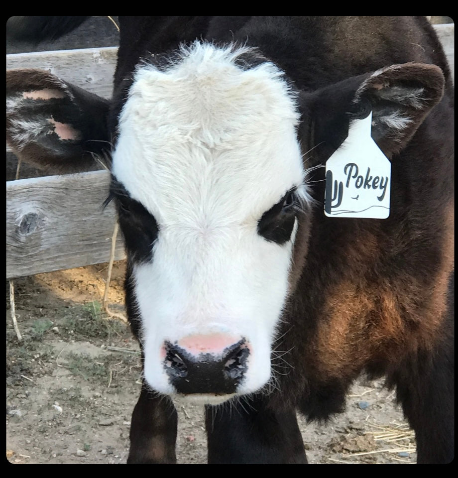 Medium Custom laser engraved ear tag for livestock