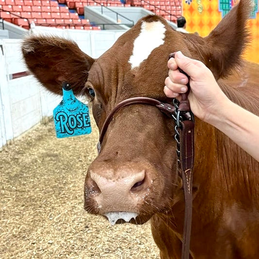 Large Custom laser engraved ear tag for livestock