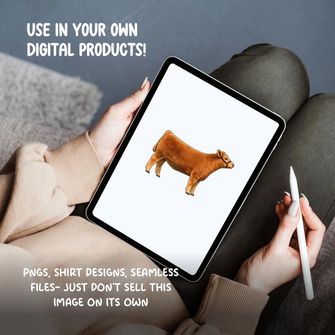 Show Heifer Clipart PNG | 4H Livestock Illustration | Cattle Graphic | Sublimation Design | Transparent Background