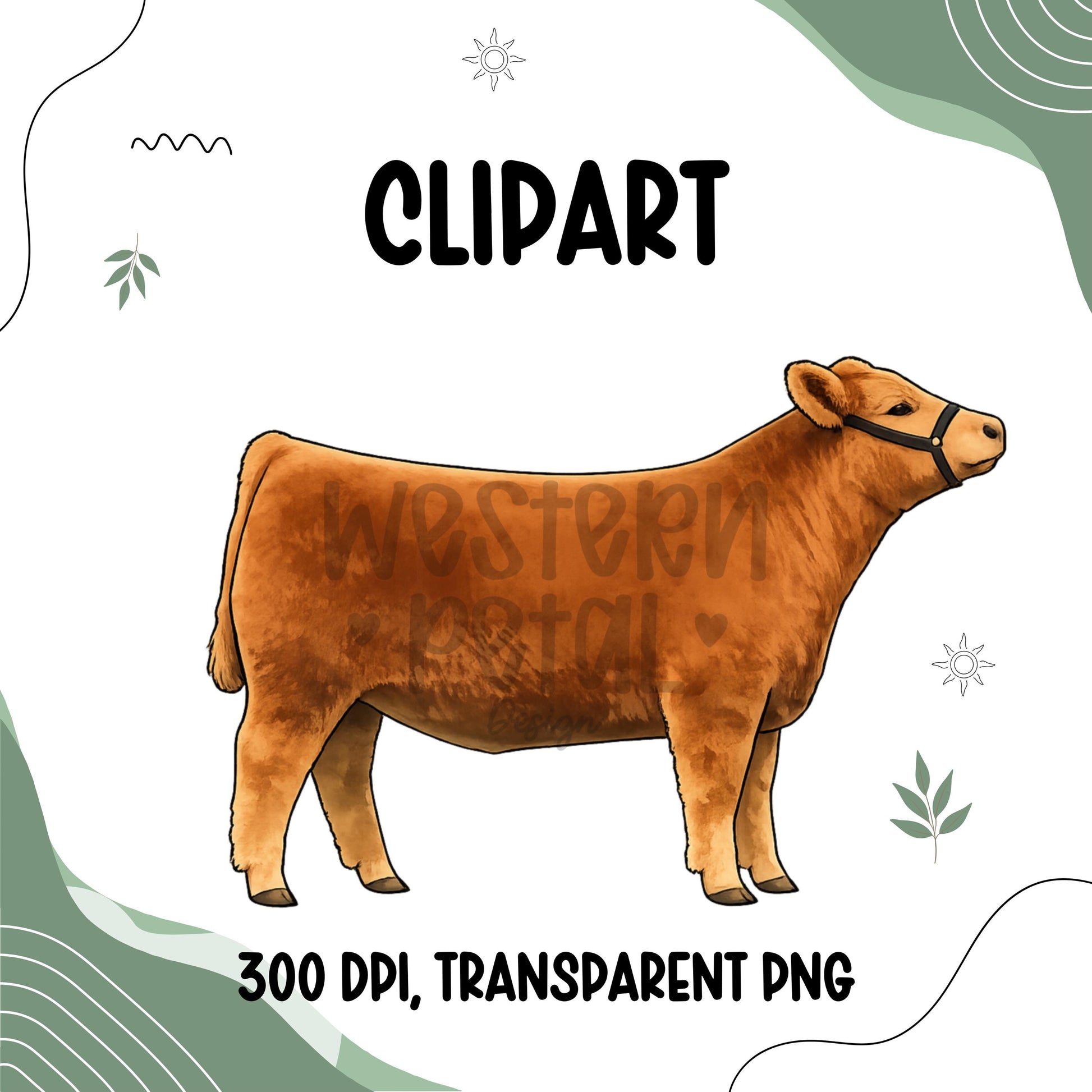 Show Heifer Clipart PNG | 4H Livestock Illustration | Cattle Graphic | Sublimation Design | Transparent Background