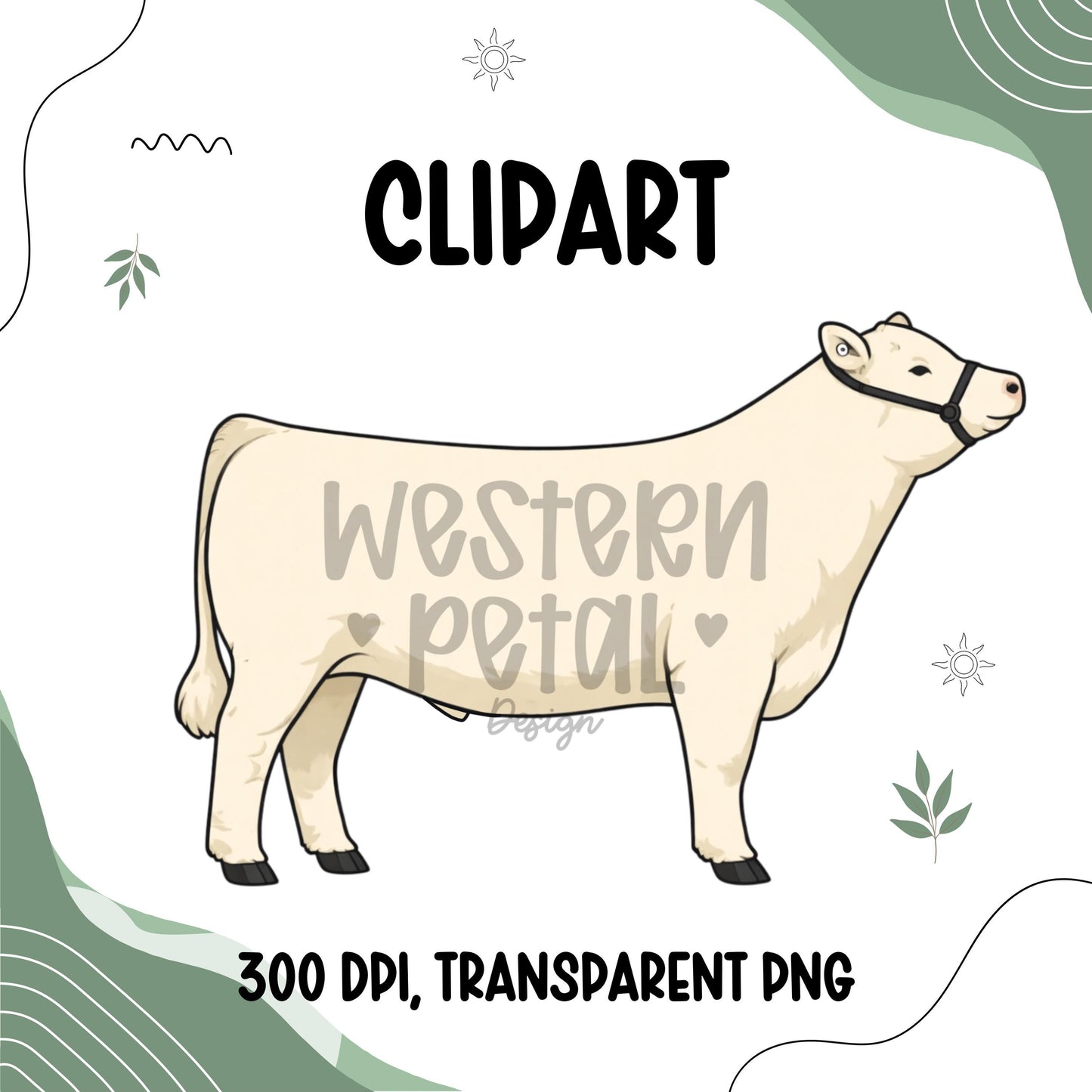 Show Steer Clipart Bundle, Farm Animal PNG Graphics (300 DPI Transparent)