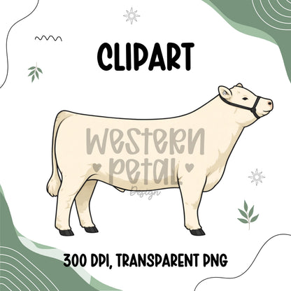 Show Steer Clipart Bundle, Farm Animal PNG Graphics (300 DPI Transparent)