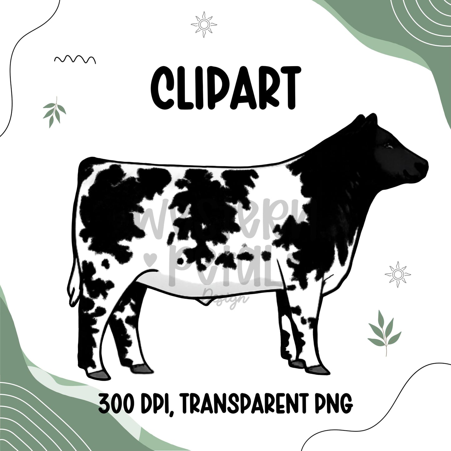 Show Steer Clipart Bundle, Farm Animal PNG Graphics (300 DPI Transparent)