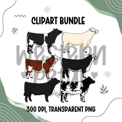Beef cattle clipart bundle featuring six show steer and beef cow illustrations in different coat colors, farm animal livestock PNG files with transparent backgrounds for 4H and ranch designs