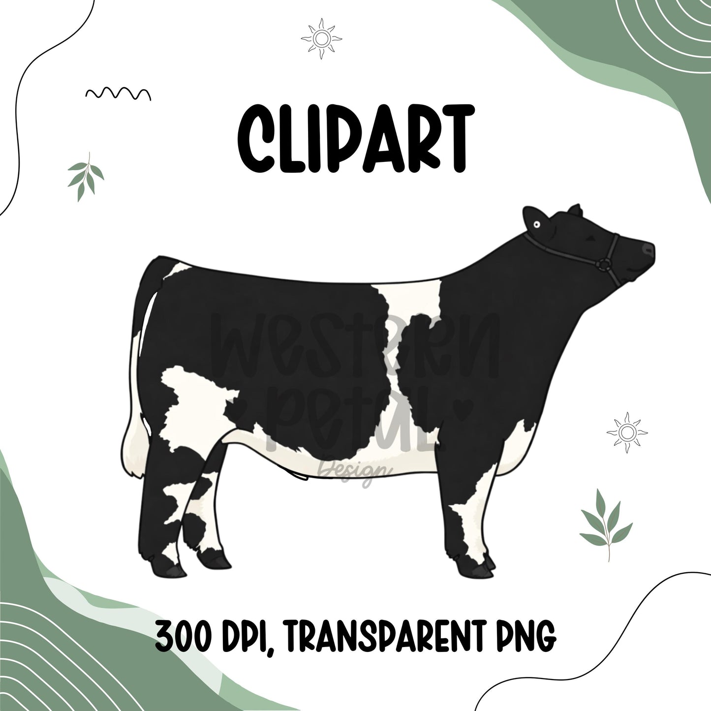 Show Steer Clipart Bundle, Farm Animal PNG Graphics (300 DPI Transparent)