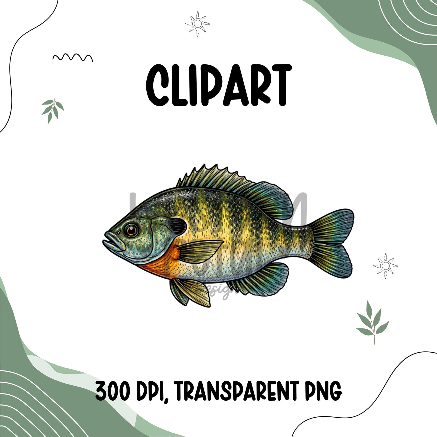 Bluegill fish clipart illustration for freshwater fishing and lake life designs, sunfish PNG with transparent background