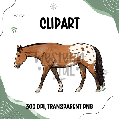 Appaloosa Horse Clipart PNG | Walking Horse Illustration | 300 DPI Transparent PNG