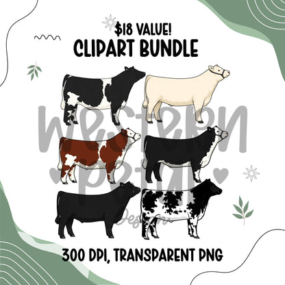 Show Steer Clipart Bundle, Farm Animal PNG Graphics (300 DPI Transparent)