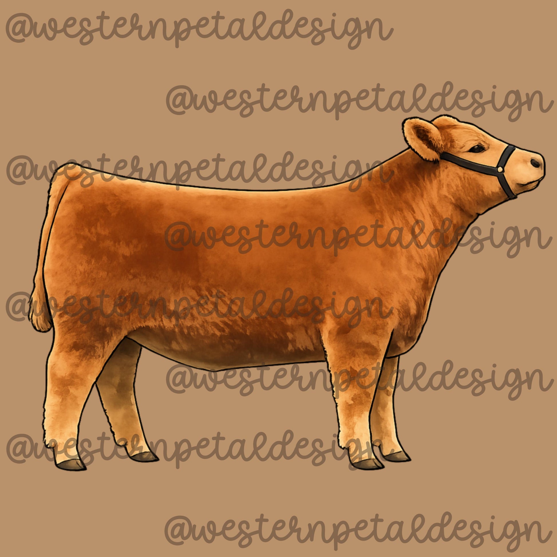 Show Heifer Clipart PNG | 4H Livestock Illustration | Cattle Graphic | Sublimation Design | Transparent Background