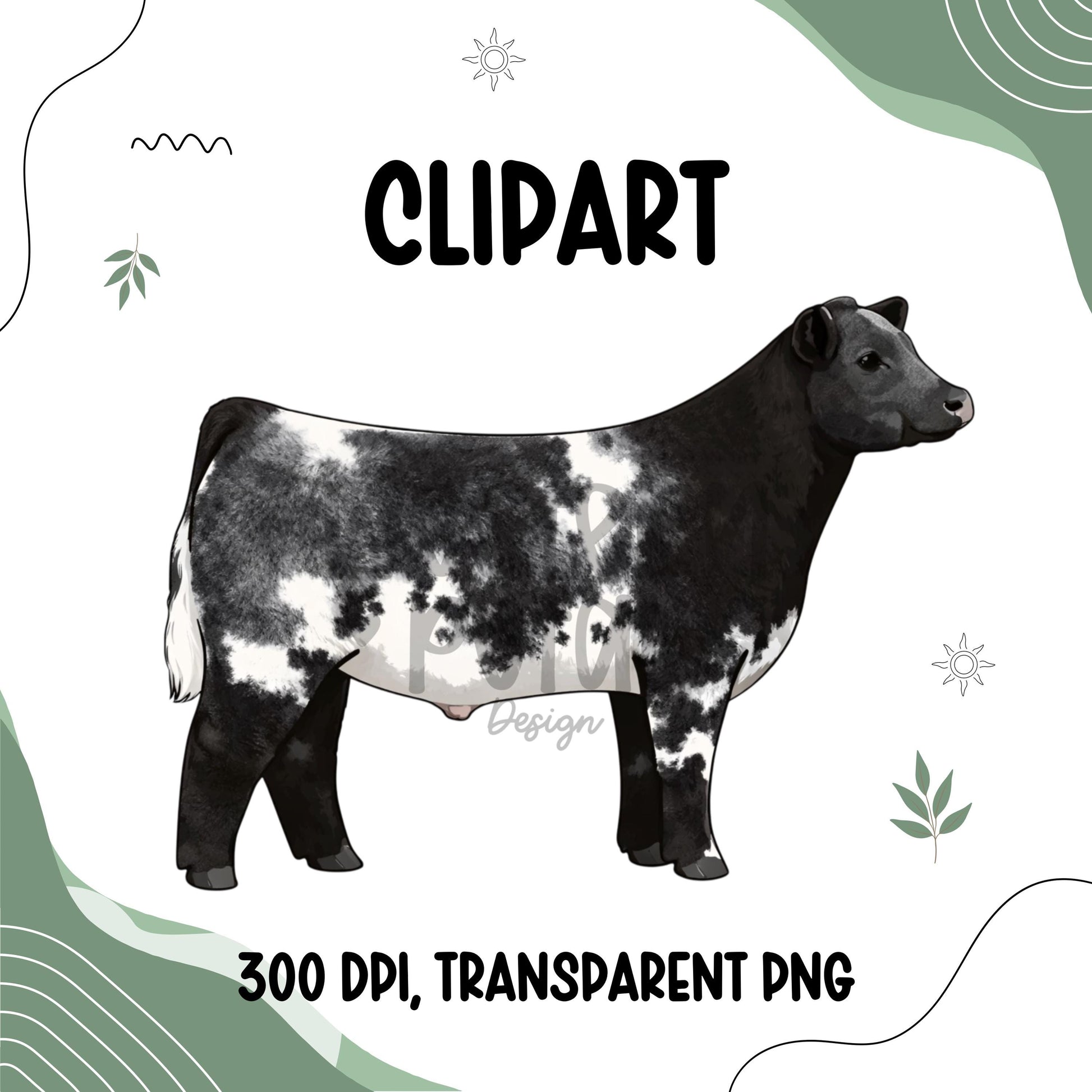 Show Steer Clipart, 4H FFA Livestock PNG (300 DPI Transparent Background)