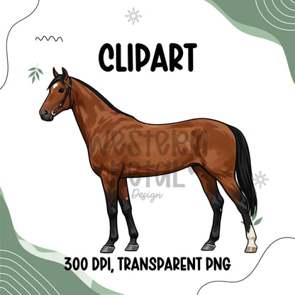 Western Horse Clipart Bundle, Equestrian PNG Graphics, Full Body Horses for Shirts, Stickers, Ranch, Farm, Western-Themed Digital Download