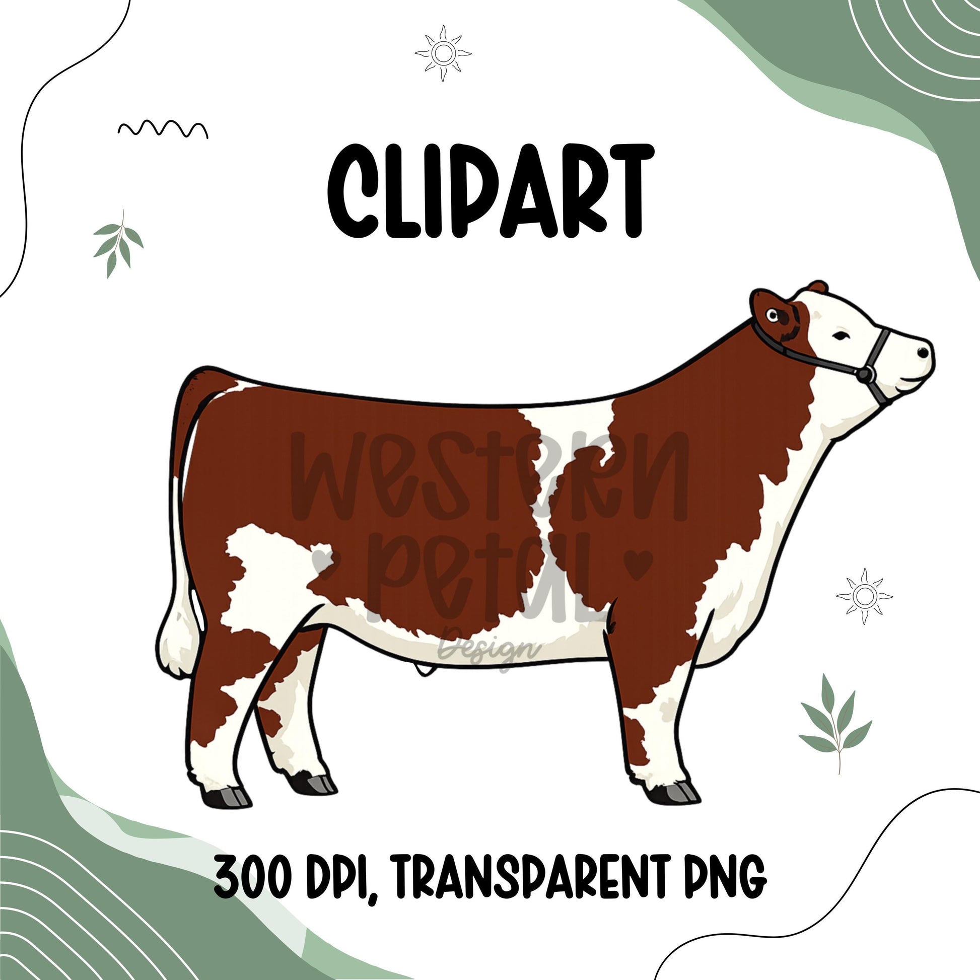 Show Steer Clipart Bundle, Farm Animal PNG Graphics (300 DPI Transparent)