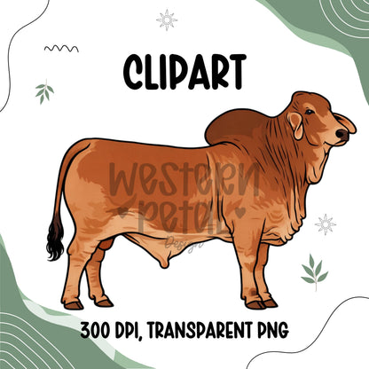 Brahman Bull Clipart PNG | Cattle Illustration | 300 DPI Transparent PNG