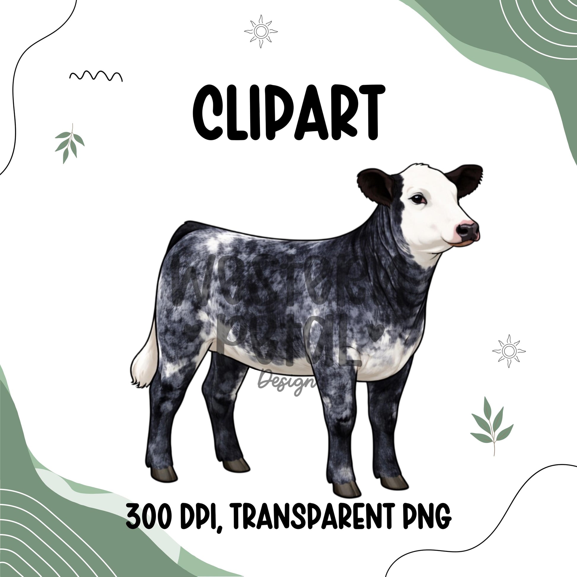 Show Heifer Clipart Bundle PNG | Cattle Color Variations | 4H Livestock Digital Download