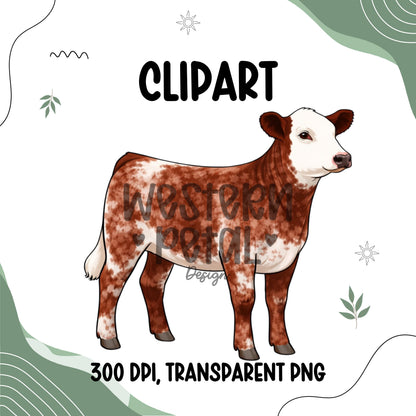 Show Heifer Clipart Bundle PNG | Cattle Color Variations | 4H Livestock Digital Download