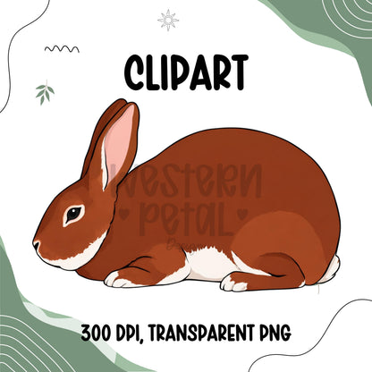 Show Bunny Clipart, Hand-Drawn Rabbit Illustration (PNG Digital Download)