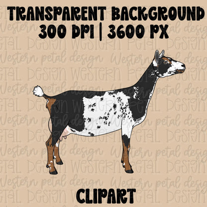 Black and white Nigerian Dwarf dairy goat clipart in side profile with realistic markings on a transparent background.