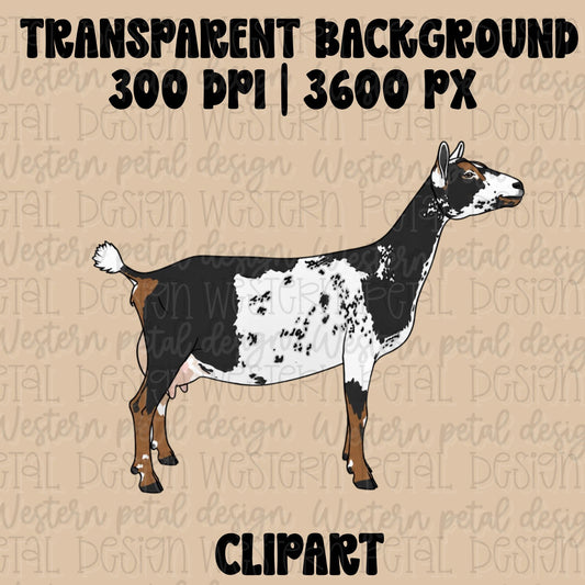 Black and white Nigerian Dwarf dairy goat clipart in side profile with realistic markings on a transparent background.