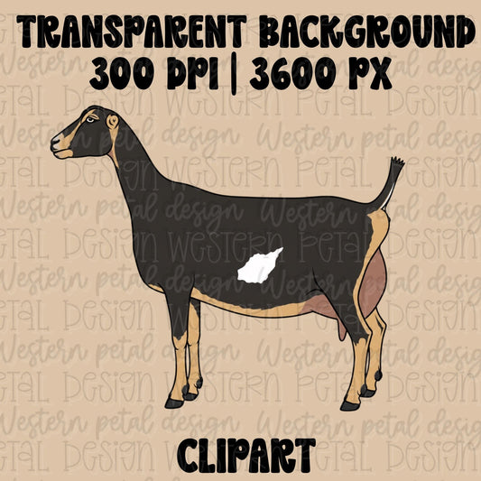 Black and tan LaMancha dairy goat clipart with a white side patch in side profile on a transparent background.