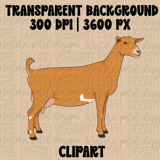 Golden brown Nigerian Dwarf goat clipart in side profile with realistic anatomy on a transparent background.