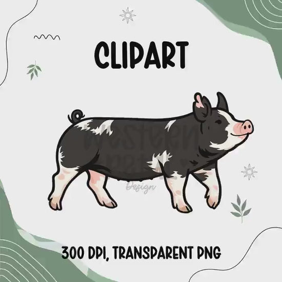 Berkshire Show Pig Clipart PNG | 4H Livestock Illustration | Swine Graphic | Sublimation Design | Transparent Background